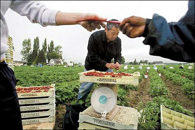 CEO Steve Sakuma helps weigh strawberries during at Sakuma Brothers Farm. 