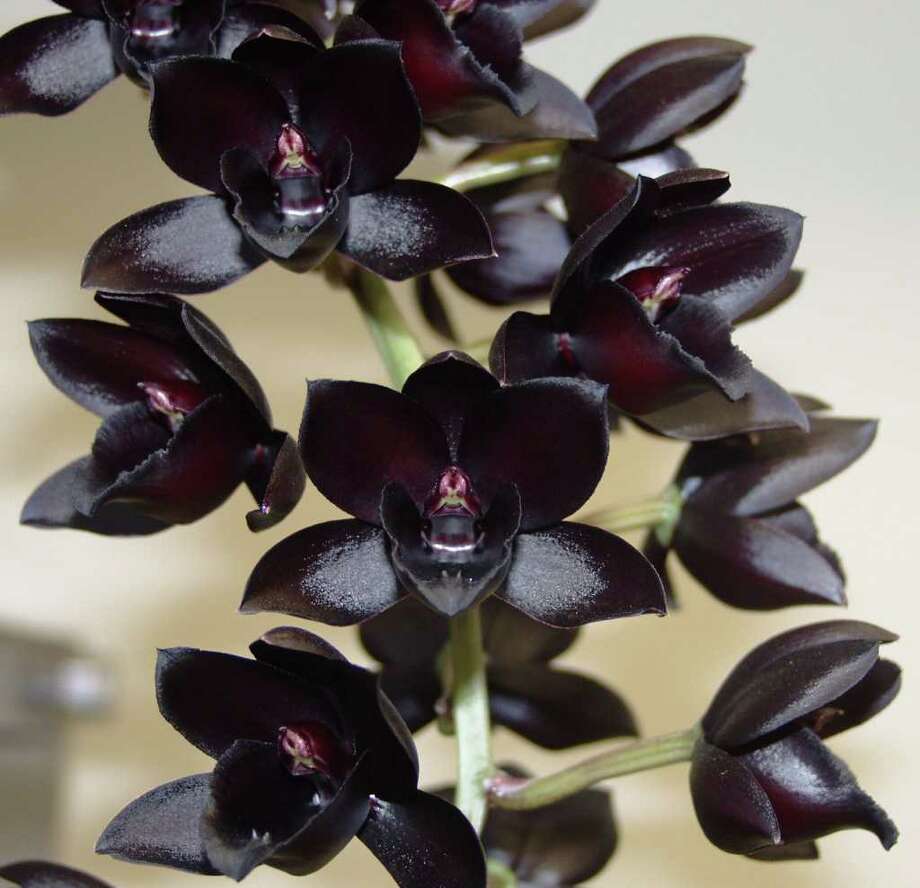 Black Orchid Flower For Sale