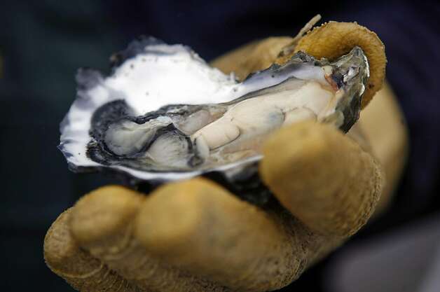 U.S. evicting Point Reyes oyster farmer - SFGate