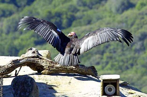 California condors return to Mexico.: An article from: Endangered Species Update Denise Stockton