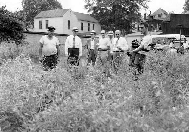 In this summer, 1952, photo hemp plants growing wild on a lot in downtown Louisville, Ky., are killed with chemical spray. Efforts to restore the crop that decades ago was a major industry in Kentucky appear to be growing despite the defeat of another legalization effort in the state’s 2012  General Assembly. The tall, leafy plant was outlawed because of its similarity to marijuana, but supporters argue it’s nearly impossible to get high by smoking hemp. (AP Photo/Louisville Courier-Journal) NO SALES, NO ARCHIVE, MAGS OUT / AL