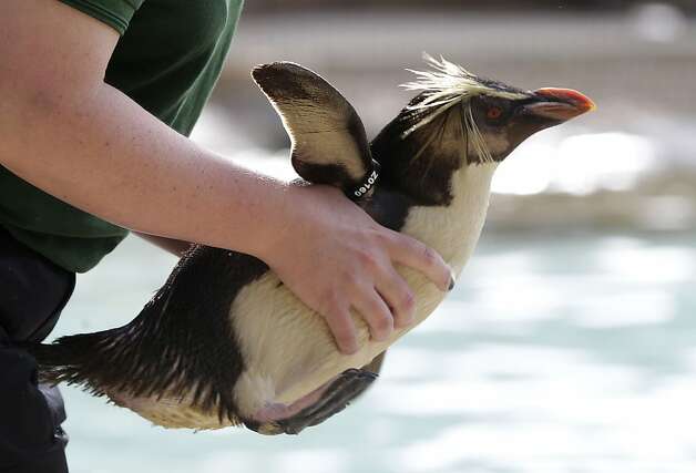 Vicki Fyson a trainee keeper at London Zoo prepares to weigh a Rockhopper penguin, in London, Wednesday, Aug.  22, 2012. Zookeepers are grabbing their scales and reaching for the tape measures, as they prepare to monitor every animal at ZSL London Zoo's annual weigh-in.  Photo: Alastair Grant, Associated Press / SF