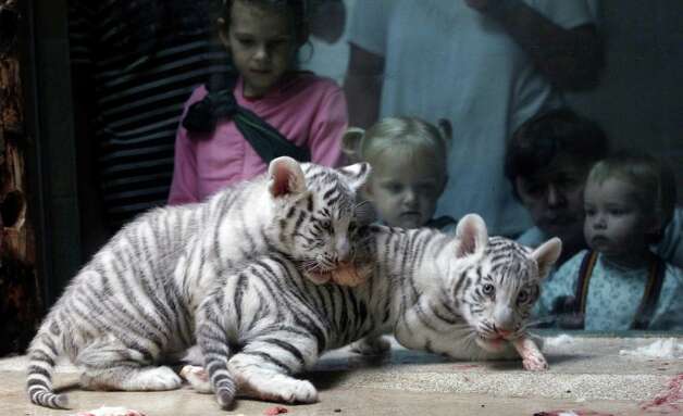 Children watch as rare white Indian tiger cubs feed at a zoo in the city of Liberec, Czech Republic, Monday, Sept. 3, 2012. Tiger triplets were born there in July. Photo: Petr David Josek, AP / AP