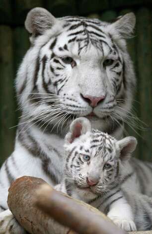 A rare white Indian tiger cub sits with its mother Surya Bara at a zoo in the city of Liberec, Czech Republic, Monday, Sept. 3, 2012. It's one of triplets that were born in July. Photo: Petr David Josek, AP / AP