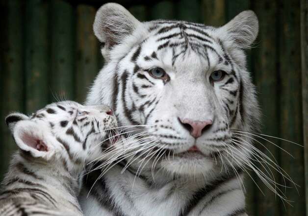 A rare white Indian tiger cub plays with its mother Surya Bara at a zoo in the city of Liberec, Czech Republic, Monday, Sept. 3, 2012. It's one of triplets that were born in July. Photo: Petr David Josek, AP / AP