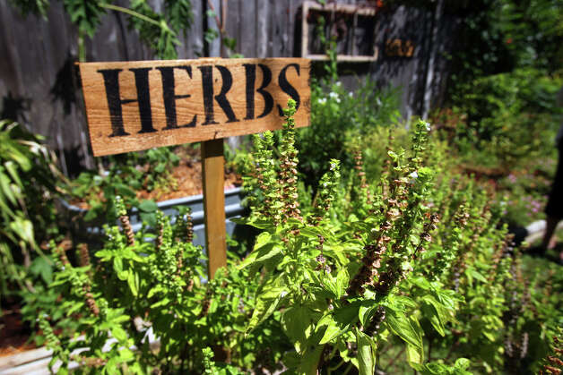 The basil plants in the gardent of Lyn and Mike Belisle are in full bloom. Their garden is one of many that will be featured on the San Antonio Herb Society garden tour on September 22. Photo: John Davenport, STAFF / San Antonio Express-News