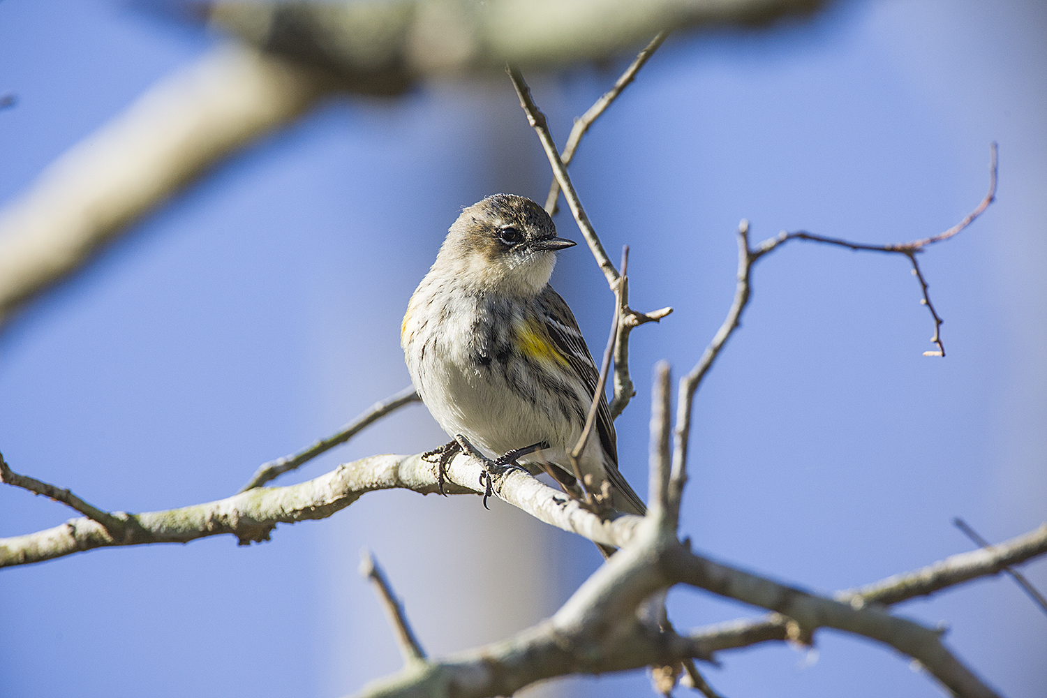 Nature: Warblers make a second pass through Texas in fall - Houston Chronicle