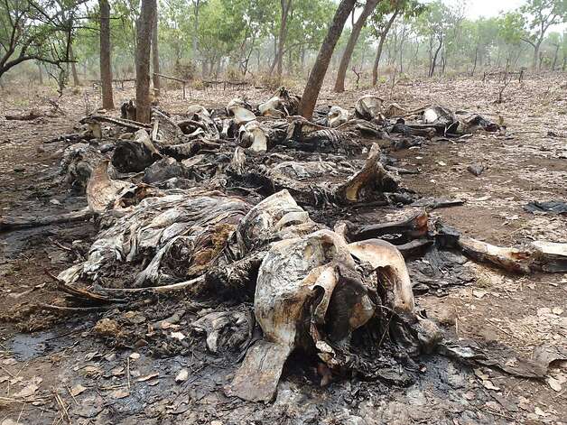 In a photo from February, carcasses of elephants slaughtered by poachers are seen in Bouba Ndjida National Park, in Cameroon near the border with Chad.  