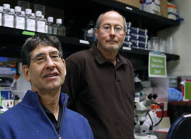 Arnon Rosenthal (a sinistra) e Ben Barres stanno studiando le cellule microgliali o immunitarie nel cervello. Foto: Paul Chinn, The Chronicle
