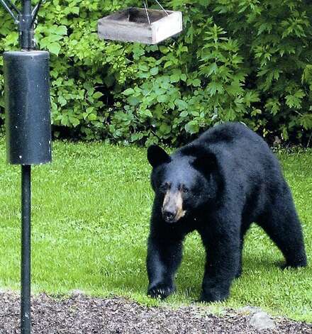 A black bear pays a casual visit to the home of Carol Moretz of Possum Lane in New Milford, in this file photo from June 11, 2010.    Courtesy of the Moretz family Photo: Contributed Photo\ Courtesy Of T, Contributed Photo / The News-Times Contributed