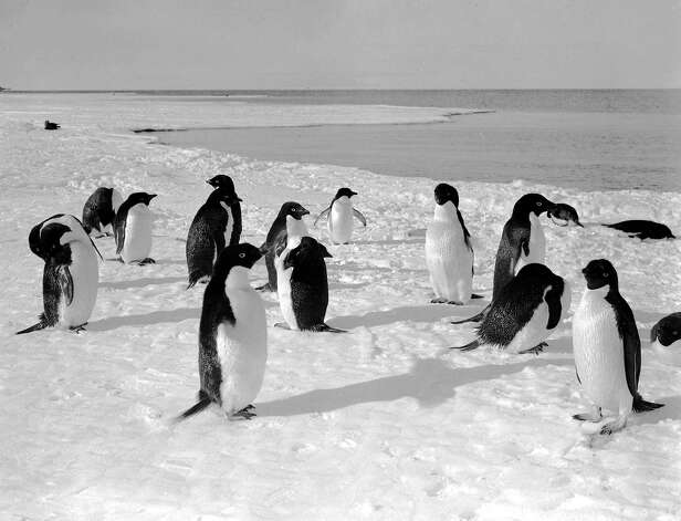 A group of Adelie penguins on the sea ice. Photo: Popperfoto, H.G. Pointing/Terra Nova / Popperfoto