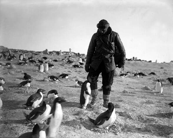 Photographer Herbert Ponting is attacked by an angry penguin on the penguinry at Cape Royds. Photo: Popperfoto, H.G. Pointing/Terra Nova / Popperfoto