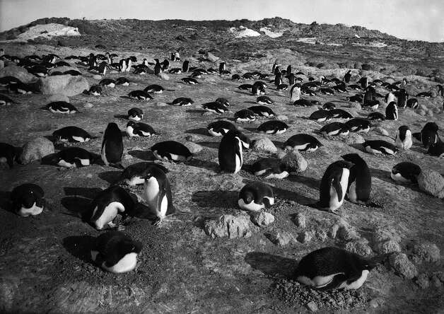 Thousands of penguins on the rocks of the penguinry at Cape Royds. Photo: Popperfoto, H.G. Pointing/Terra Nova / Popperfoto