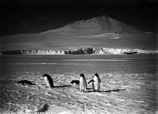 Penguins standing on the ice in front of Mount Erebus. Photo: Popperfoto, H.G. Pointing/Terra Nova / Popperfoto
