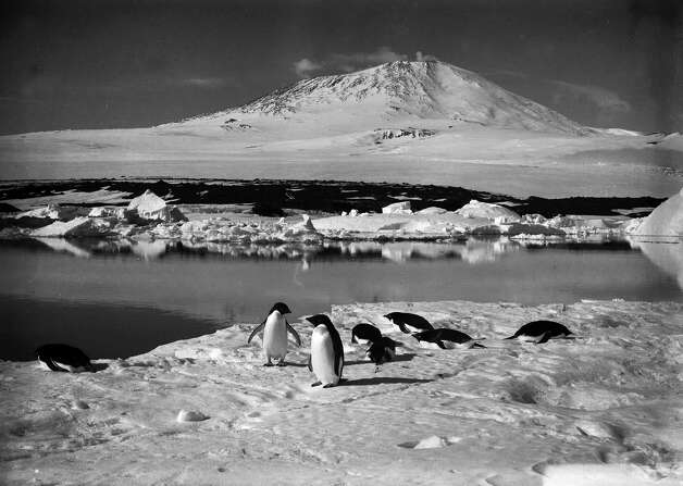 Adelie penguins resting on the ice with Mount Erebus and open water near the grotto iceberg in the background. Photo: Popperfoto, H.G. Pointing/Terra Nova / Popperfoto