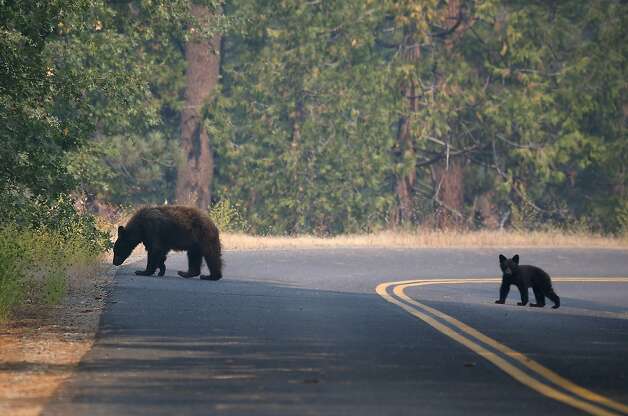 A bear and a cub cross a road in Yosemite National Park in August, a sight being repeated during the warm winter. Photo: Justin Sullivan, Getty Images