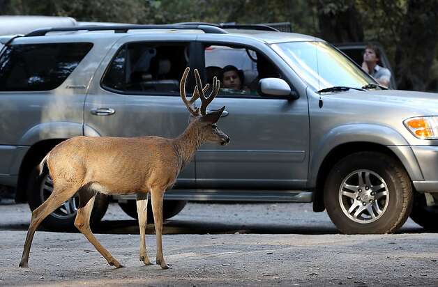 A deer strolls through a parking lot in Yosemite National Park. The Rim Fire means reduced food supply and habitat. Photo: Justin Sullivan, Getty Images