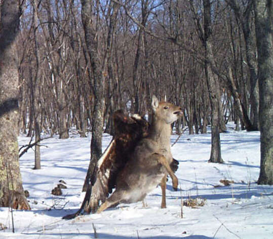 A golden eagle captures a young sika deer in the  Russian Far East. The rare attack was captured by a camera trap set up by the Zoological Society of London and Wildlife Conservation Society.

Photo credit: Linda Kerley, Zoological Society of London (ZSL) Photo: Linda Kerley, Zoological Society Of London (ZSL)