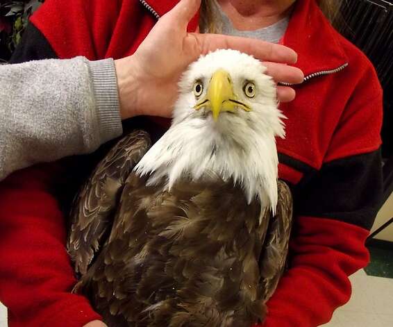This bald eagle is one of four that were brought to a Utah rehabilitation center with body tremors and paralysis before they eventually died. Twenty bald eagles have died in the state in the past few weeks, and a new ailing eagle surfaces almost daily. Scientists say the birds were not shot by hunters or poisoned. Photo: Associated Press