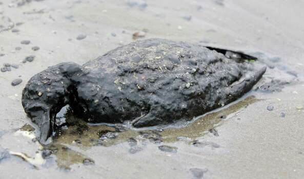 This oil-covered bird's life ended on the shore area along Boddeker Road, on the eastern end of Galveston near the Ship Channel. Photo: Melissa Phillip, MBO / Houston Chronicle