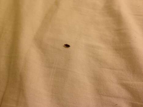 Bed bug in Motel 6 San Antonio East. Photo courtesy Tony Sabbs