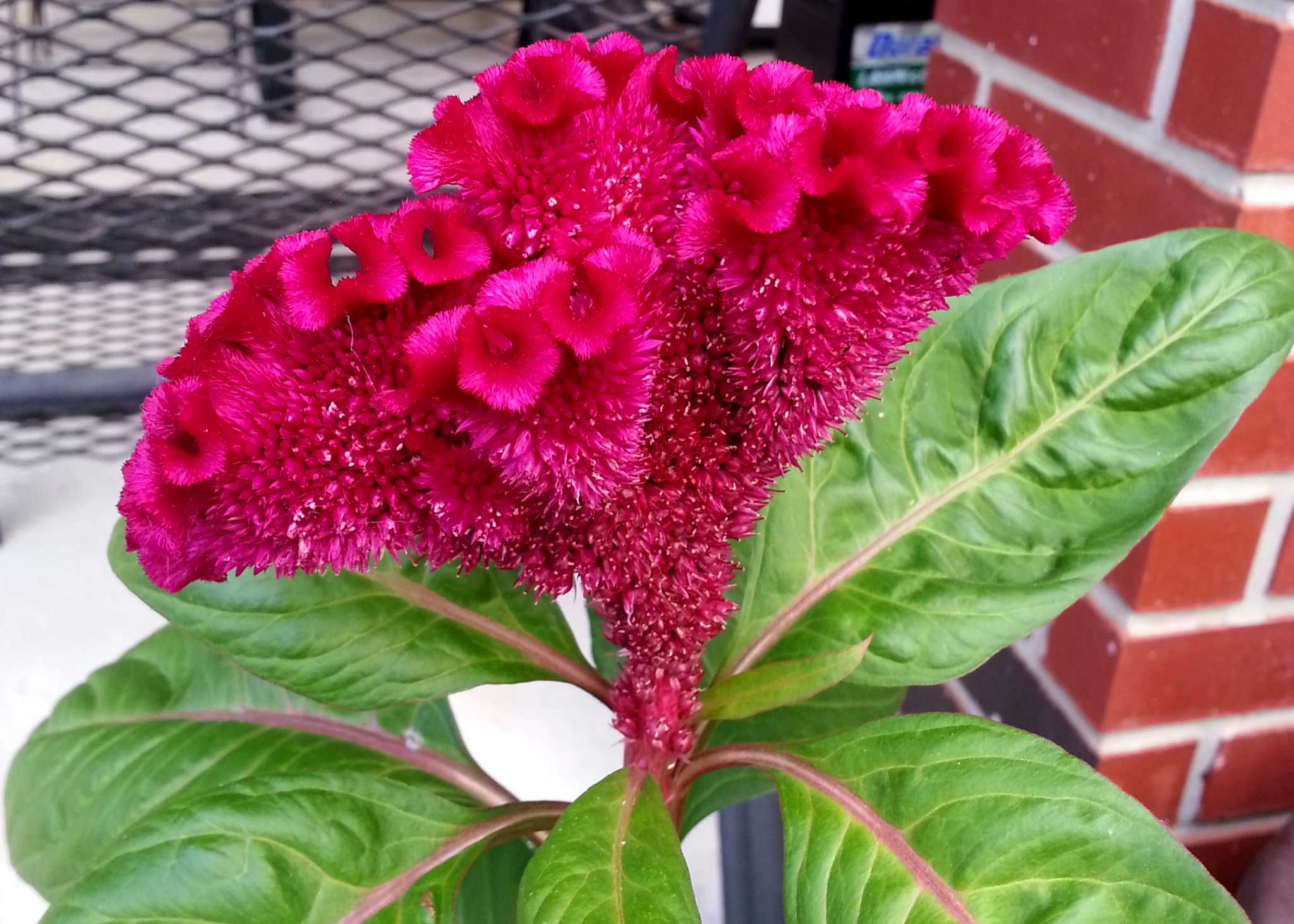 Celosia an annual plant that reproduces well San Antonio