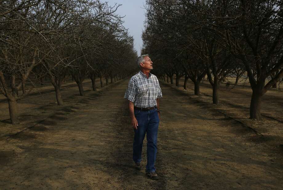 Kern County farmer Mike Hopkins says he lost a cherry orchard to oil-industry wastewater contamination. Photo: Leah Millis, The Chronicle