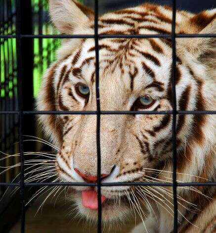 Calcutta, one of the tigers that currently is housed on the property of Steve Stalton in Mayfiedl, N.Y. This 2006 photo of the Royal White Bengal tigerwhen was taken at the Ashville Game Farm of Greenwich, N.Y, when the animal lived there. (John Carl D'Annibale/Times Union)