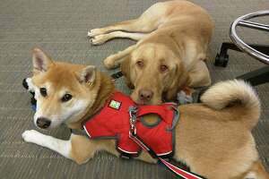 Celebrating your canine colleagues on ‘Take Your Dog to Work Day’ - Photo