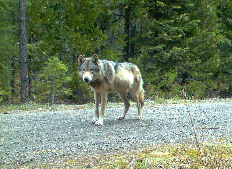 FILE - This remote camera photo taken May 3, 2014, and provided by the Oregon Department of Fish and Wildlife shows the wolf OR-7 on the Rogue River-Siskiyou National Forest in southwest Oregon.  The GPS collar that allowed people around the world to track the movements of Oregon's famous wandering wolf has stopped working. State officials say the battery has died, and efforts to put a new collar on OR-7 were unsuccessful. (Oregon Department of Fish and Wildlife via AP, File) Photo: Uncredited, Associated Press