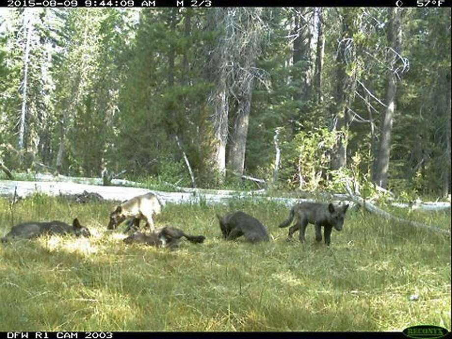 This Aug. 9, 2015 still image from video released by the California Dept. of Fish and Wildlife shows evidence of five gray wolf pups and two adults in Northern California. California has its first wolf pack since the state’s last known wolf was killed in 1924. Photo: Associated Press