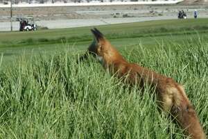 Wild and foxy bandit lurks on the links - Photo