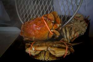 Health warning lifted for Dungeness crab from areas of state - Photo