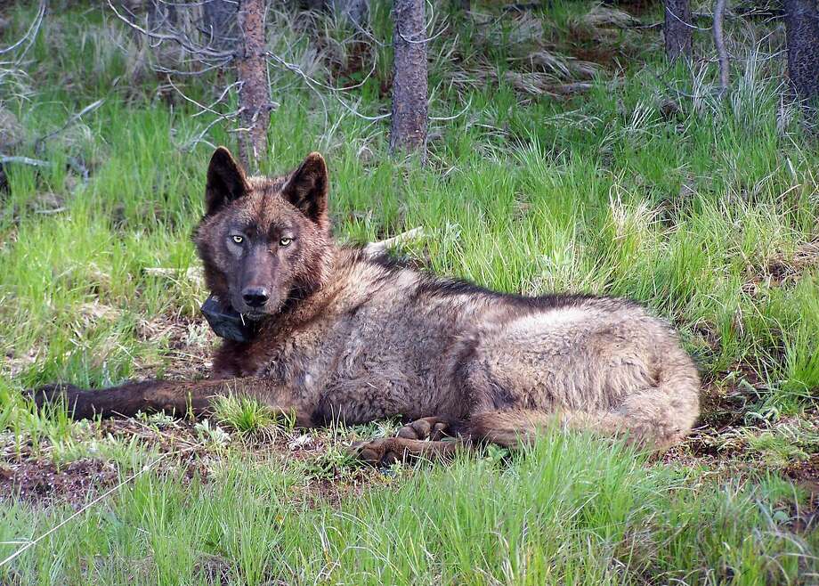 Wolves such as OR 25, a 3-year-old male, have crossed the Oregon border, and Northern California ranchers are preparing to accommodate them. Photo: Oregon Fish And Wildlife