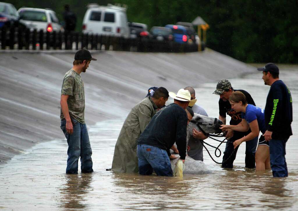 Locals work to rescue up to 70 horses along Cypresswood Drive near Humble along Cypress Creek, Monday, April 18, 2016, in Houston. Photo: Mark Mulligan, Houston Chronicle / © 2016 Houston Chronicle