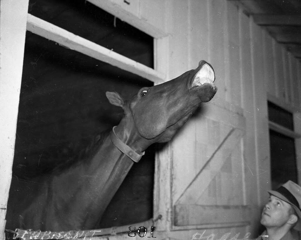 The race horse Seabiscuit. Photo: Photographer Unknown, The Chronicle