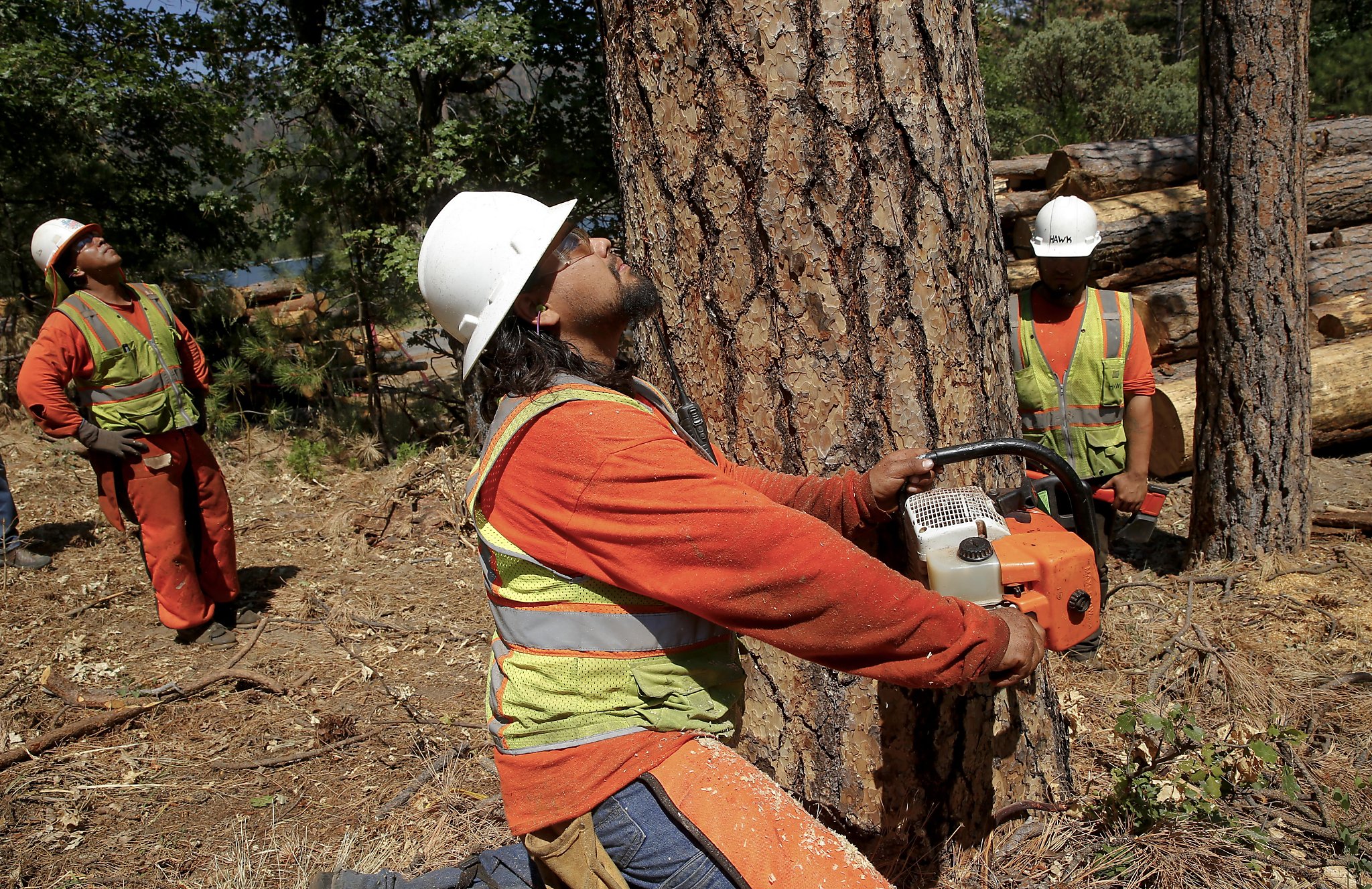 California has 66 million dead trees but nowhere to put