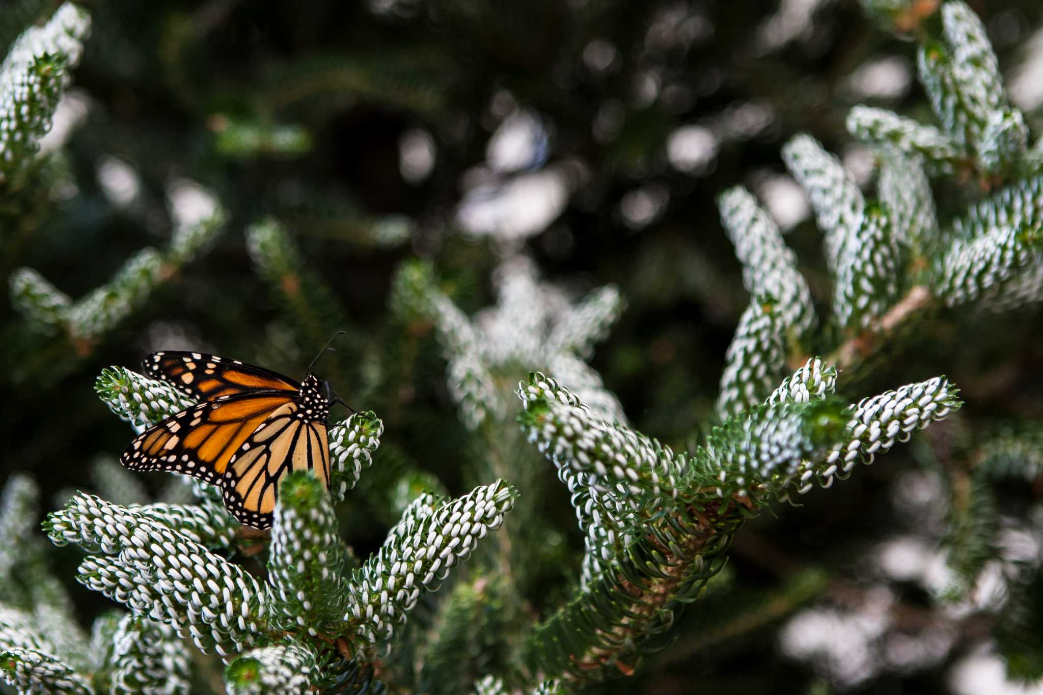 Woodland Park Zoo opens Butterfly Garden - seattlepi.com