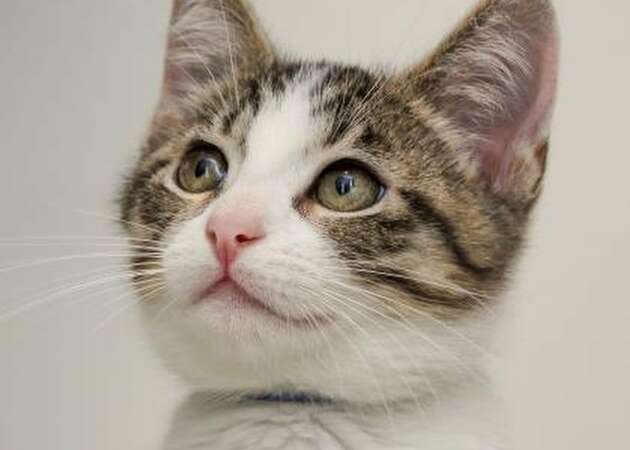 See the kitties, pooches offered for free at SF SPCA this weekend