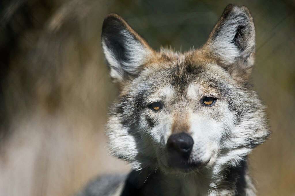 Gypsy, a female Mexican gray wolf, squints in the hot sun. Photo: GRANT HINDSLEY, SEATTLEPI.COM / SEATTLEPI.COM