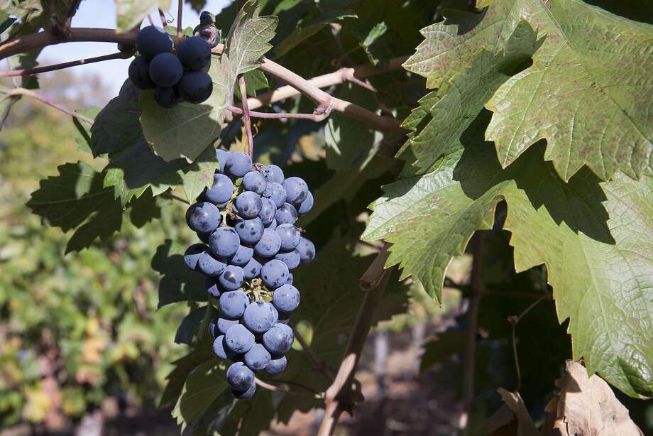 Cluster of grapes from Gregory Graham Vineyard:  Photo - Peter DaSilva, Special To The Chronicle