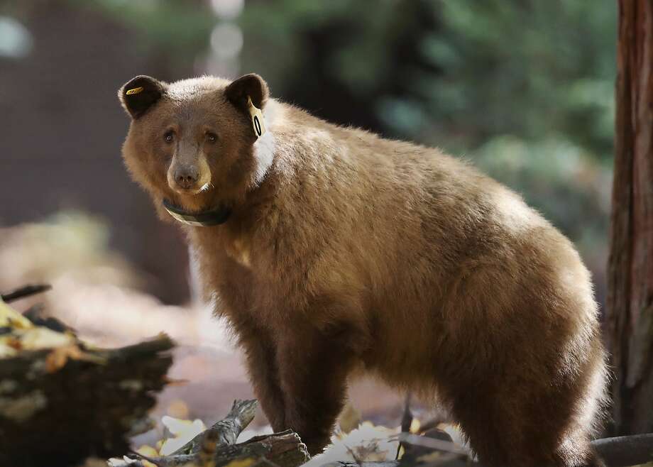 This Nov. 1, 2016 photo provided by Drew Wharton shows a female black bear wearing GPS collar in Yosemite National Park. Photo: Drew Wharton, Associated Press
