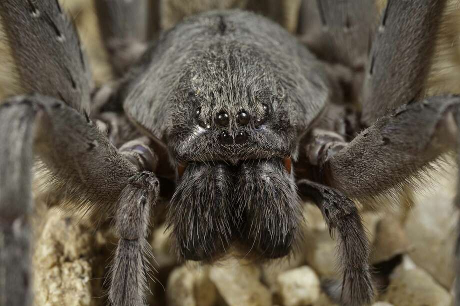 Researchers at the San Diego Natural History museum recently discovered a new species and genus of spider in the hills of Baja California, called Califorctenus cacahilensis.  Photo: San Diego Natural History Museum