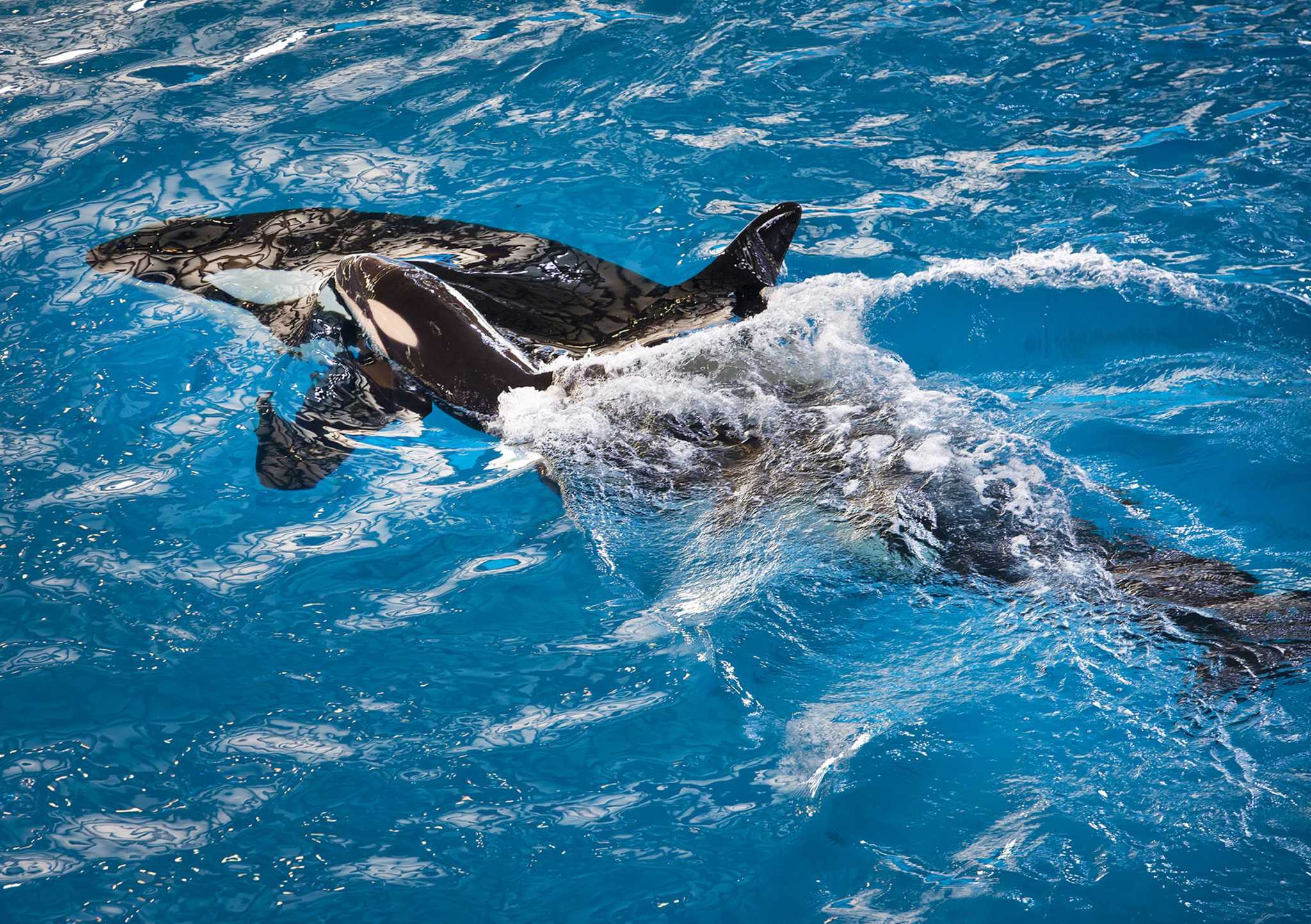 Last orca whale bred at SeaWorld born in San Antonio - San Antonio Express-News2048 x 1443