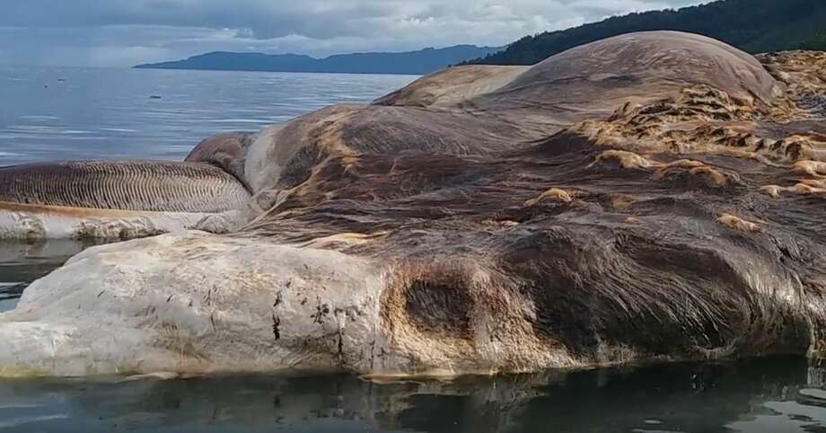 Screen grab from a YouTube video posted by Patasiwa Kumbang Amalatu of a mysterious rotting giant corpse discovered on Tuesday on the beach of a Indonesian Island. Photo: YouTube/Patasiwa Kumbang Amalatu 