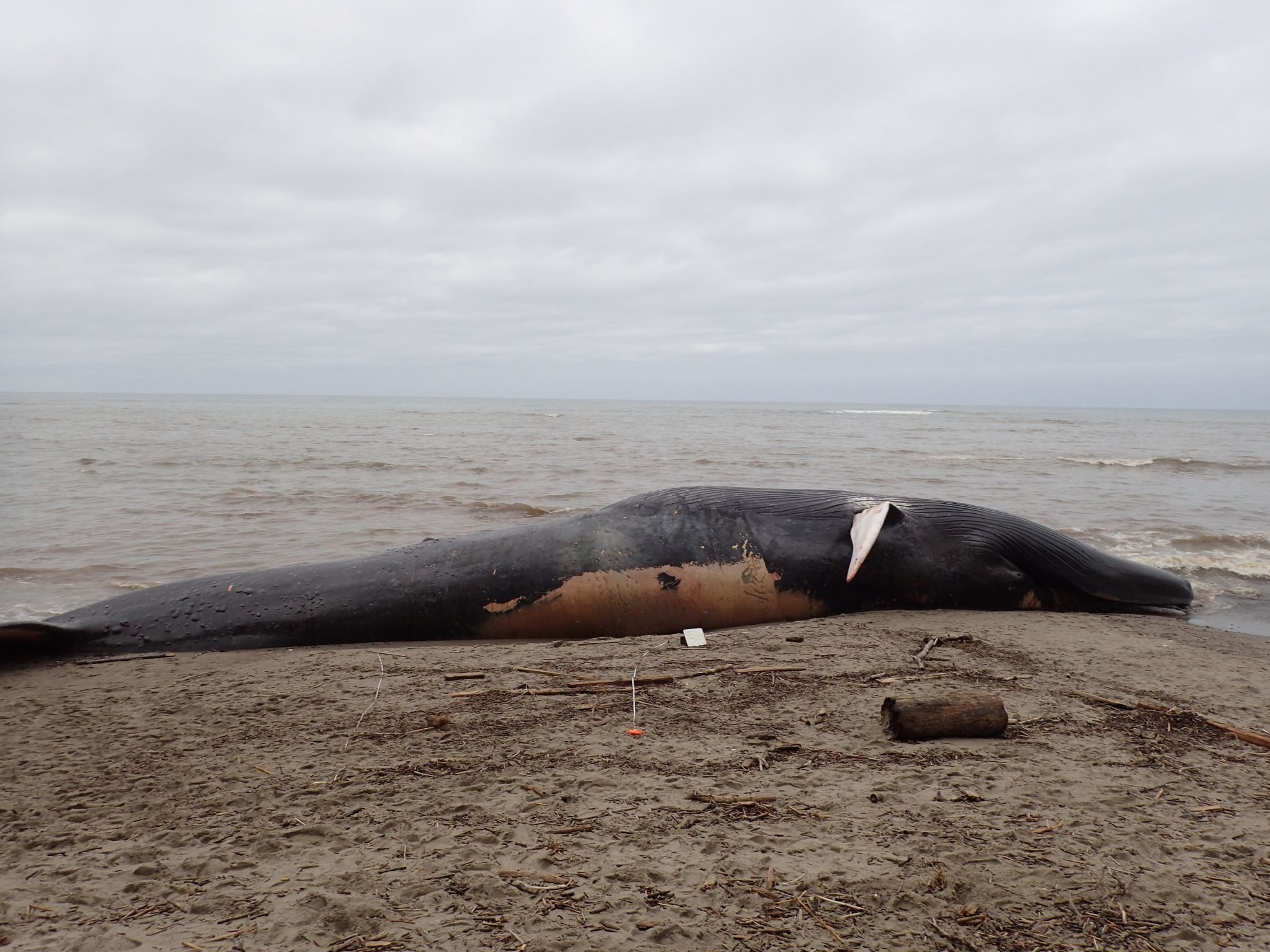 79-foot blue whale carcass washes up on Bolinas beach - SFGate