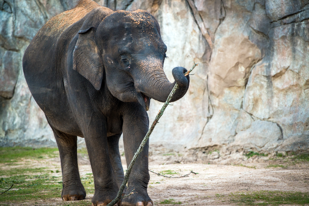 Houston Zoo preparing for baby elephant birth later this summer - Chron.com