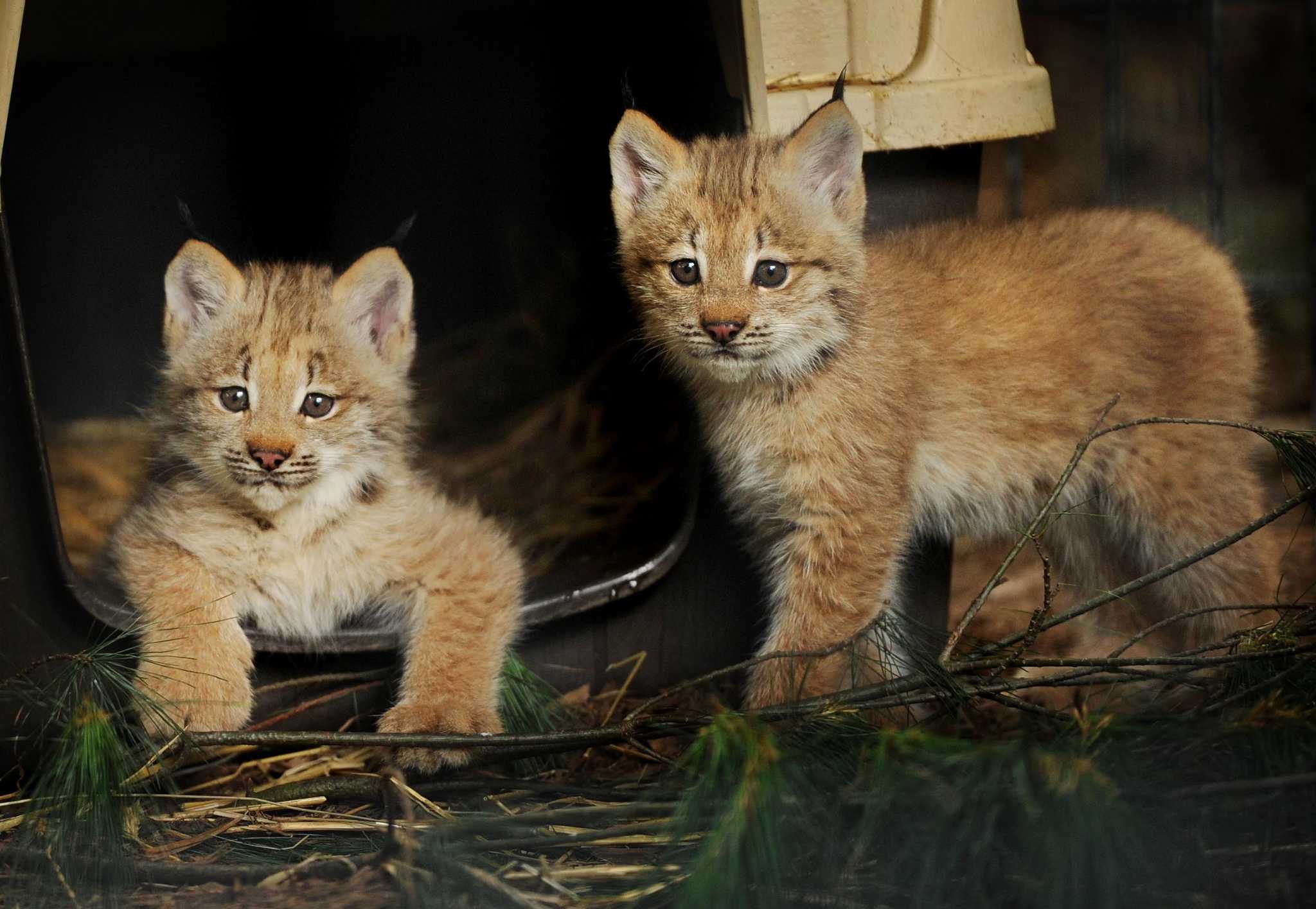 Beardsley zoo reveals gender of lynx kittens Connecticut Post