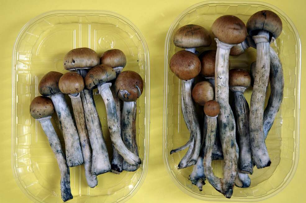 Fresh Colombian magic mushrooms legally on sale in Camden market London in June 2005. A ballot measure could legalize psilocybin in California as early as 2018. — Photograph: Photofusion/UIG/Getty Images.