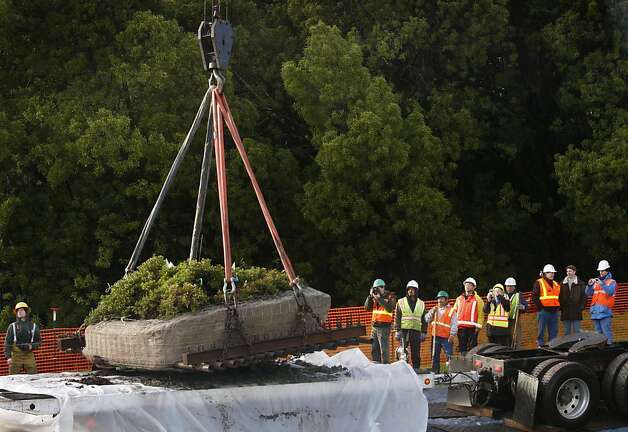 The last Franciscan manzanita, in 2010, is placed onto a truck at the Presidio, where it was discovered, to be replanted away from Doyle Drive construction. Photo: Paul Chinn, The Chronicle / SF